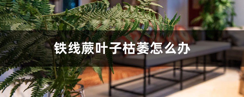铁线蕨叶子枯萎怎么办 铁线蕨叶子枯萎怎么办