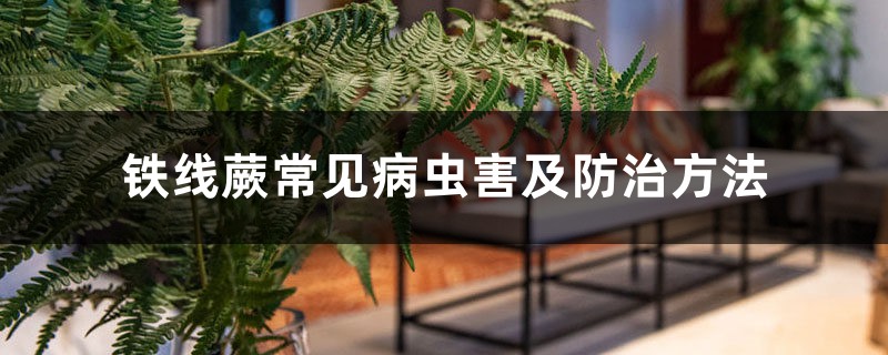 铁线蕨常见病虫害及防治方法 铁线蕨常见病虫害及防治方法