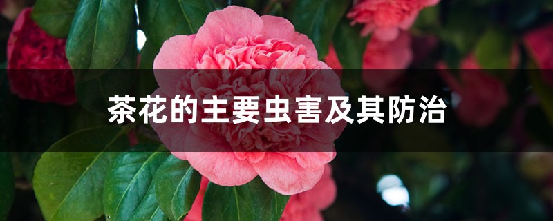 茶花的主要虫害及其防治 茶花的主要虫害及其防治