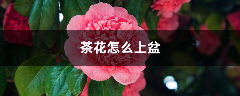 茶花怎么上盆 茶花怎么上盆