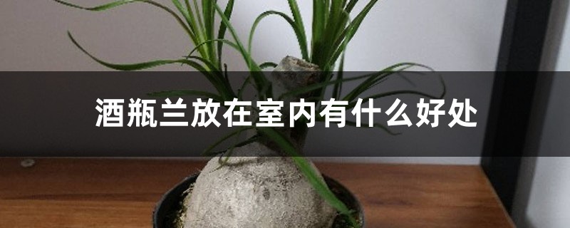 酒瓶兰放在室内有什么好处 酒瓶兰放在室内有什么好处