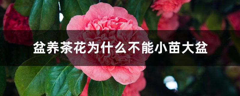 盆养茶花为什么不能小苗大盆 盆养茶花为什么不能小苗大盆