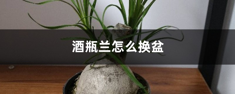 酒瓶兰怎么换盆 酒瓶兰怎么换盆