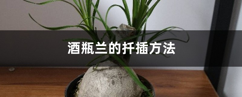 酒瓶兰的扦插方法 酒瓶兰的扦插方法