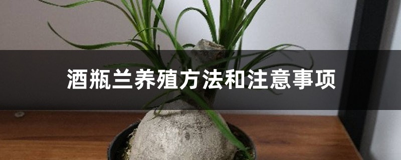 酒瓶兰养殖方法和注意事项 酒瓶兰养殖方法和注意事项