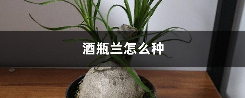 酒瓶兰怎么种 酒瓶兰怎么种