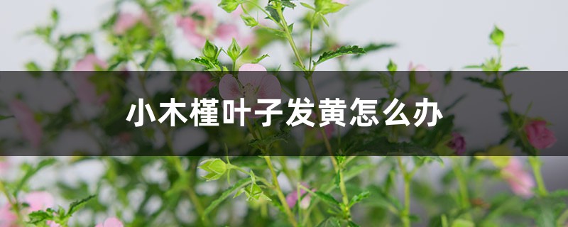 小木槿叶子发黄怎么办 小木槿叶子发黄怎么办