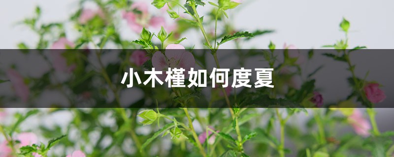 小木槿如何度夏 小木槿如何度夏