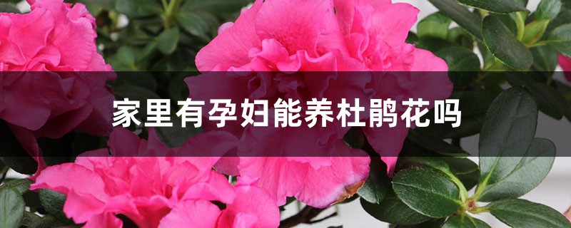 家里有孕妇能养杜鹃花吗 家里有孕妇能养杜鹃花吗