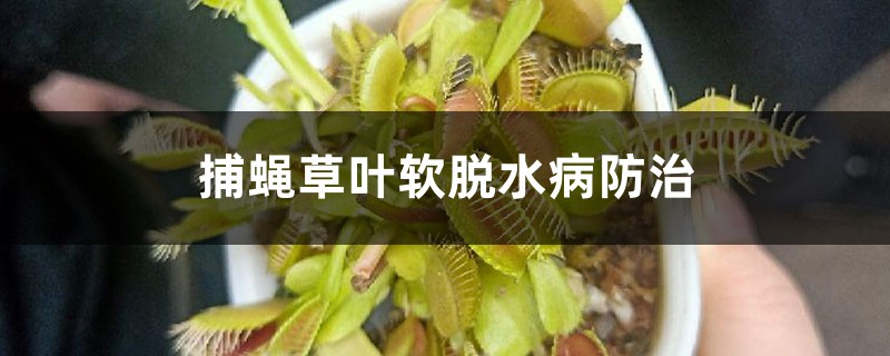 捕蝇草叶软脱水病防治 捕蝇草叶软脱水病防治