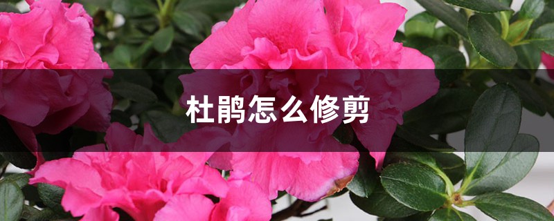 杜鹃怎么修剪
