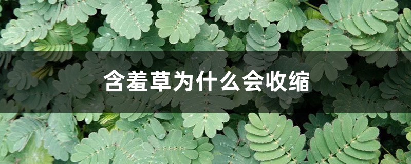 含羞草为什么会收缩 含羞草为什么会收缩