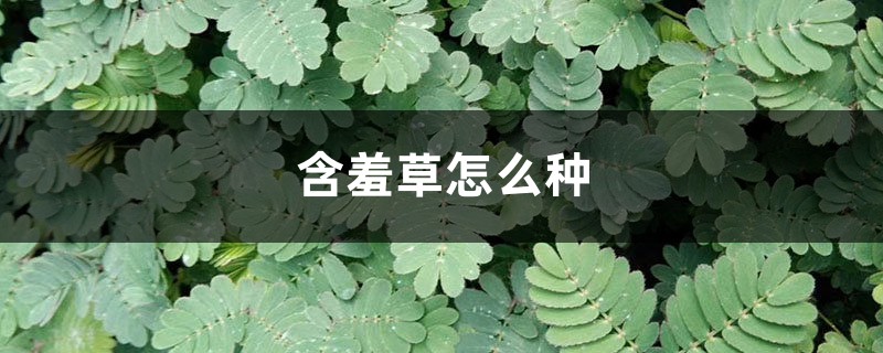 含羞草怎么种 含羞草怎么种