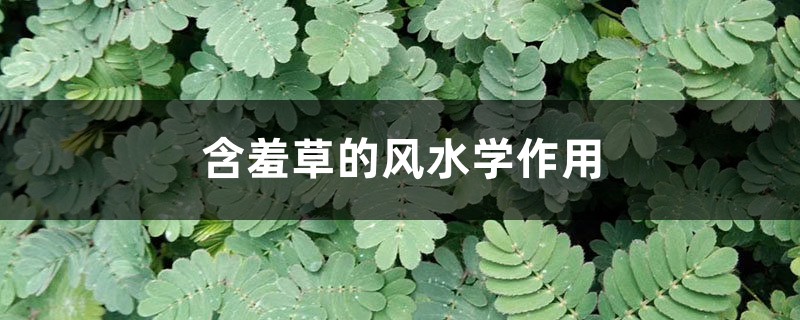含羞草的风水学作用 含羞草的风水学作用