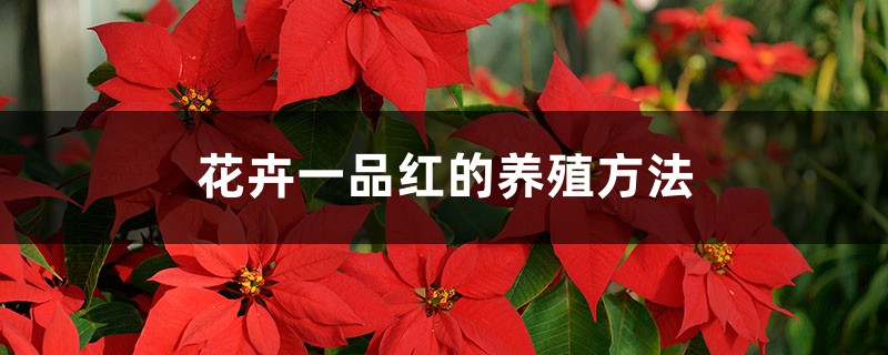 花卉一品红的养殖方法 花卉一品红的养殖方法