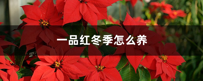 一品红冬季怎么养 一品红冬季怎么养