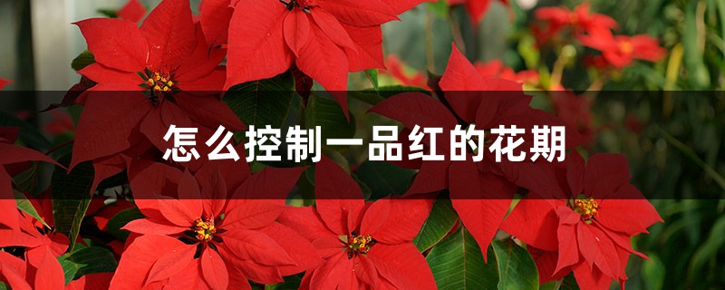 怎么控制一品红的花期 怎么控制一品红的花期