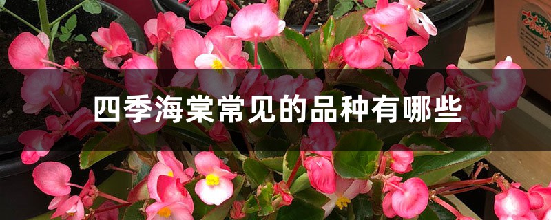 四季海棠常见的品种有哪些 四季海棠常见的品种有哪些