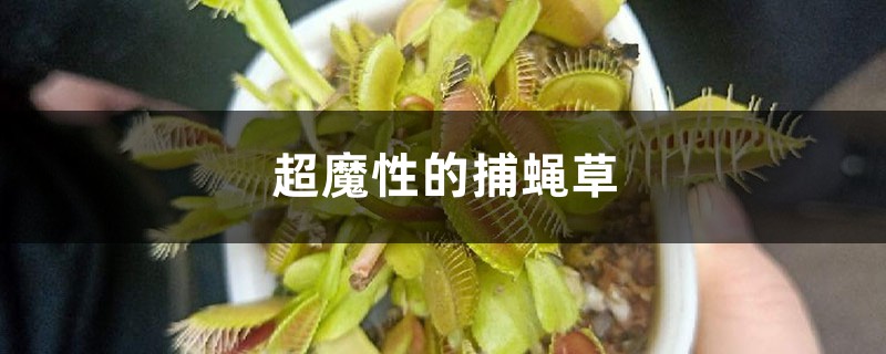 超魔性的捕蝇草 超魔性的捕蝇草