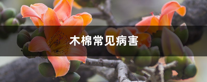 木棉常见病害 木棉常见病害