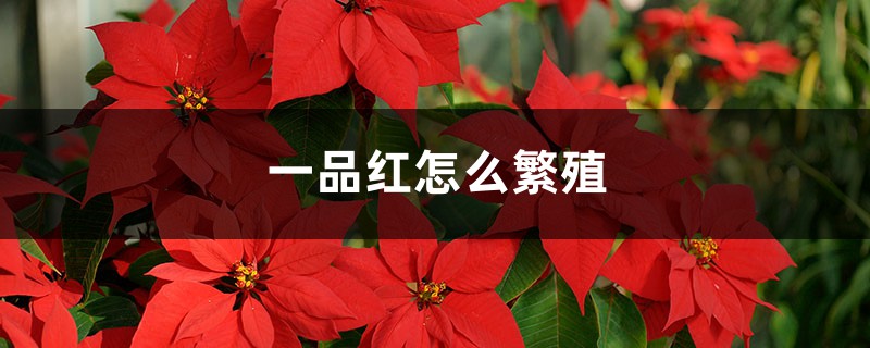 一品红怎么繁殖 一品红怎么繁殖