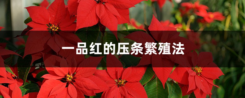 一品红的压条繁殖法 一品红的压条繁殖法