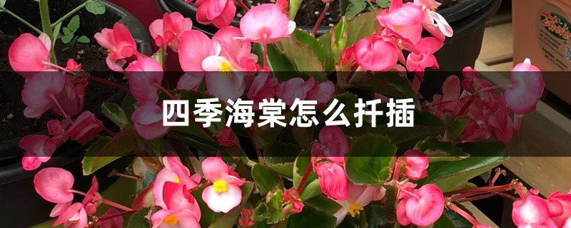 四季海棠怎么扦插 四季海棠怎么扦插