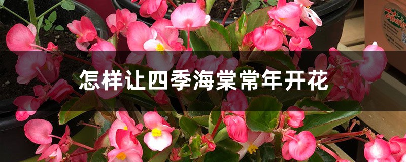 怎样让四季海棠常年开花 怎样让四季海棠常年开花