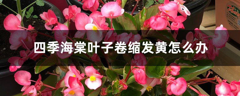 四季海棠叶子卷缩发黄怎么办 四季海棠叶子卷缩发黄怎么办