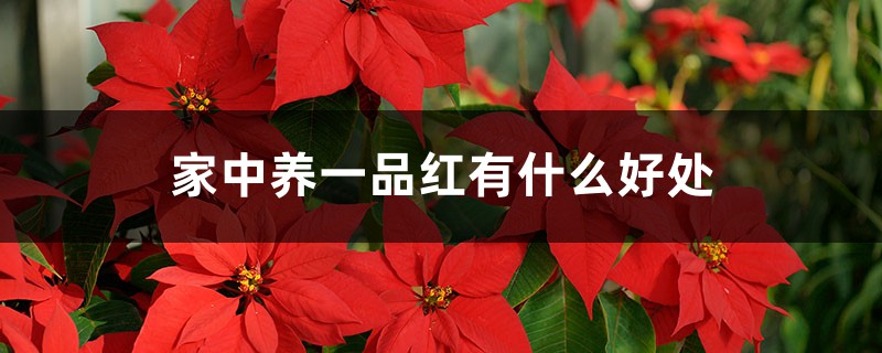 家中养一品红有什么好处 家中养一品红有什么好处