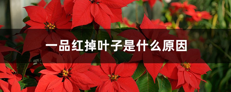 一品红掉叶子是什么原因 一品红掉叶子是什么原因