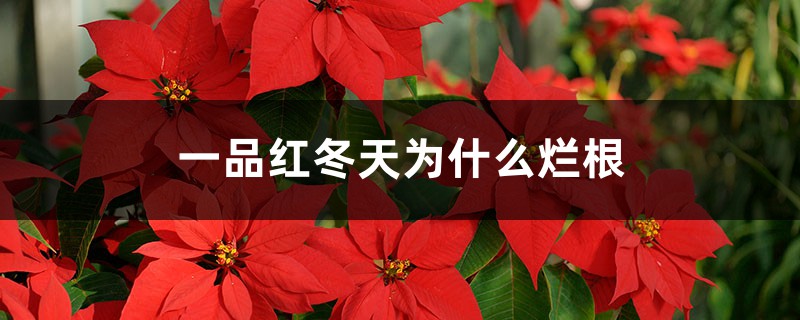 一品红冬天为什么烂根 一品红冬天为什么烂根