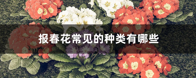 报春花常见的种类有哪些 报春花常见的种类有哪些