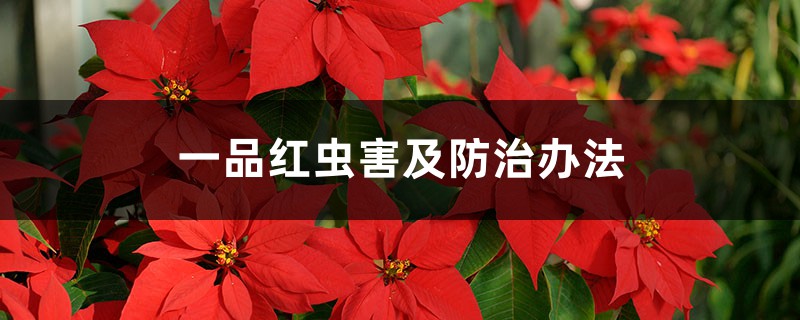 一品红虫害及防治办法 一品红虫害及防治办法