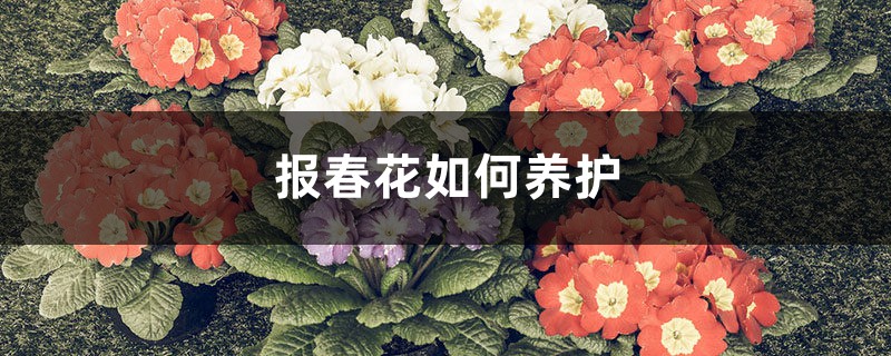 报春花如何养护 报春花如何养护
