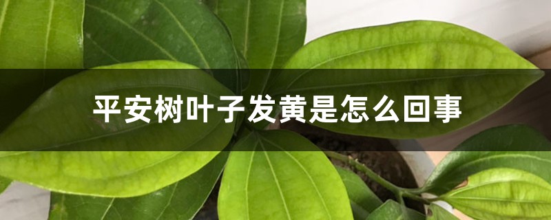 平安树叶子发黄是怎么回事 平安树叶子发黄是怎么回事