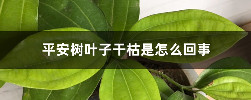 平安树叶子干枯是怎么回事 平安树叶子干枯是怎么回事