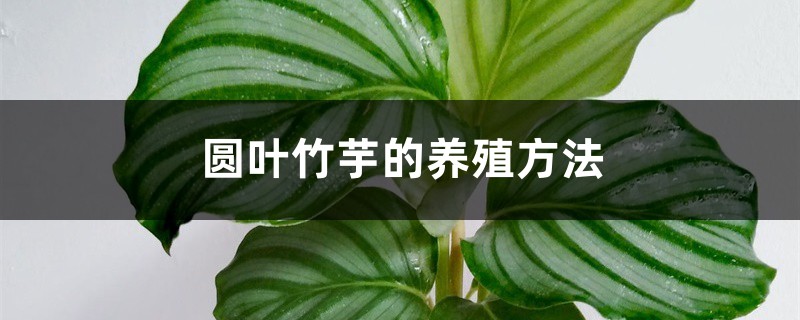 圆叶竹芋的养殖方法 圆叶竹芋的养殖方法