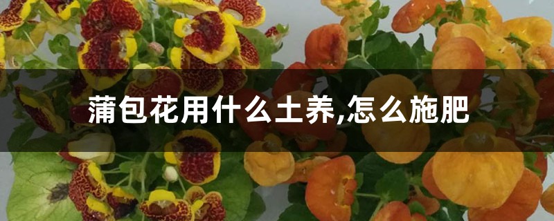 蒲包花用什么土养,怎么施肥 蒲包花用什么土养,怎么施肥