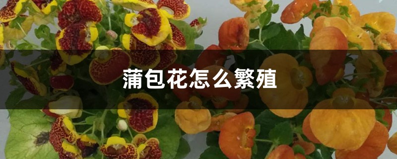 蒲包花怎么繁殖 蒲包花怎么繁殖