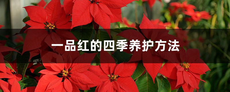 一品红的四季养护方法 一品红的四季养护方法
