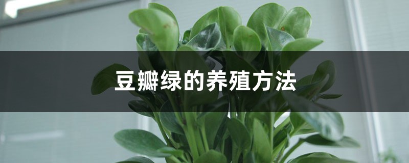 豆瓣绿的养殖方法 豆瓣绿的养殖方法