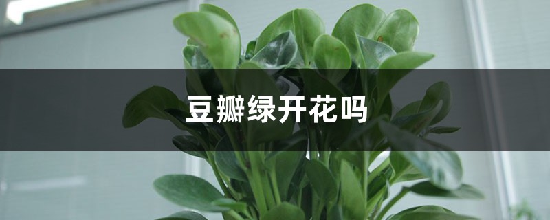 豆瓣绿开花吗 豆瓣绿开花吗