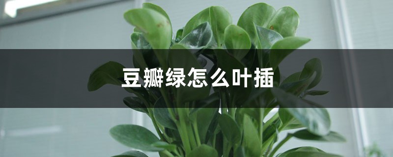 豆瓣绿怎么叶插 豆瓣绿怎么叶插