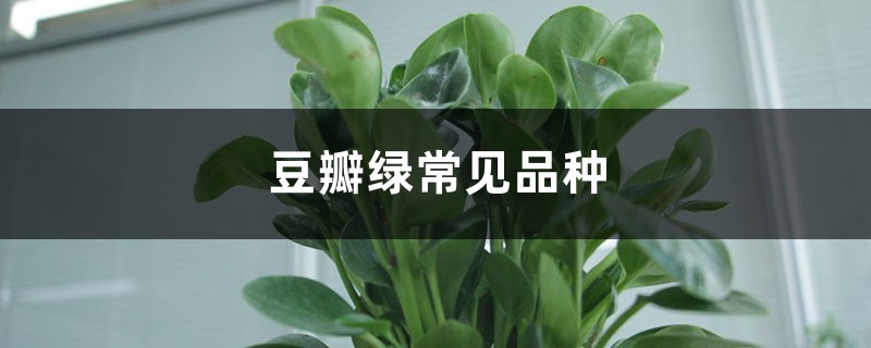 豆瓣绿常见品种 豆瓣绿常见品种