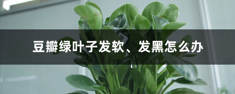 豆瓣绿叶子发软、发黑怎么办 豆瓣绿叶子发软、发黑怎么办