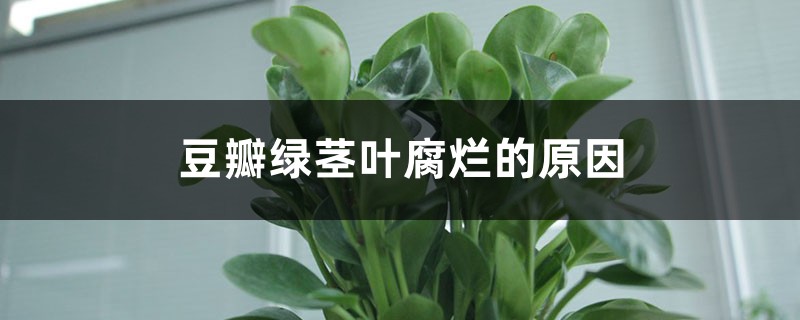 豆瓣绿茎叶腐烂的原因 豆瓣绿茎叶腐烂的原因