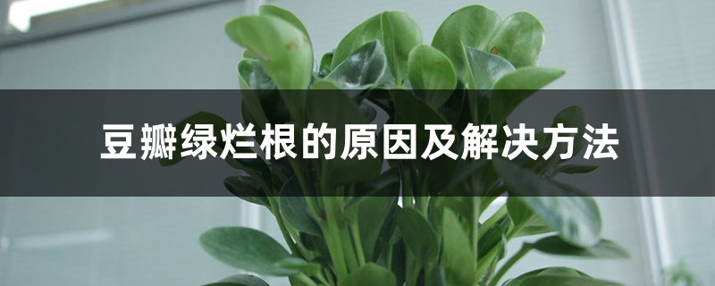 豆瓣绿烂根的原因及解决方法 豆瓣绿烂根的原因及解决方法