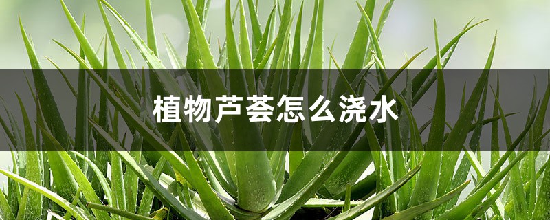 植物芦荟怎么浇水 植物芦荟怎么浇水