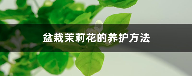 盆栽茉莉花的养护方法 盆栽茉莉花的养护方法